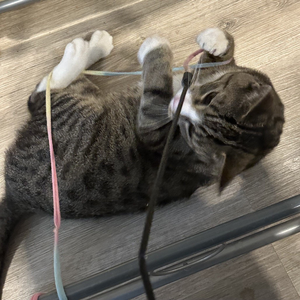 Pip, photo 17