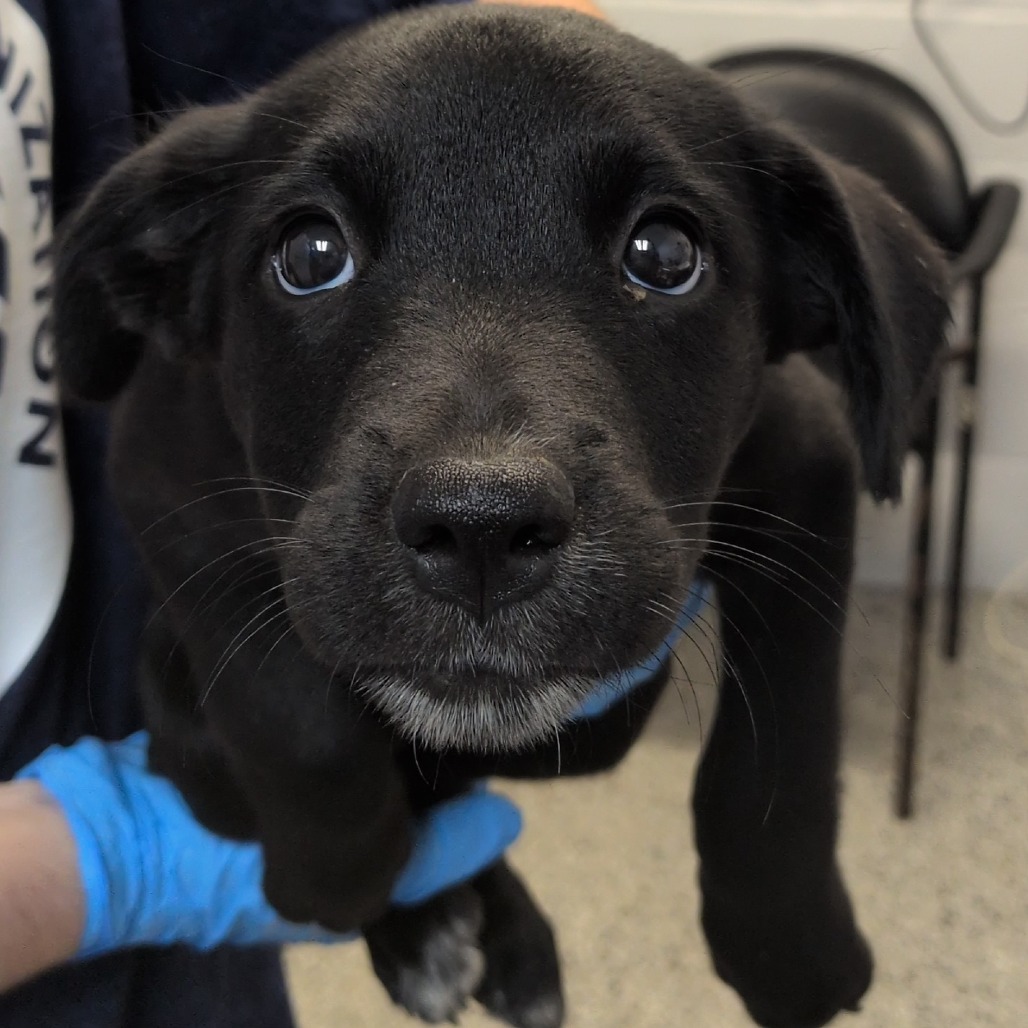 APPLE TART - Retriever, Labrador / Collie available for adoption