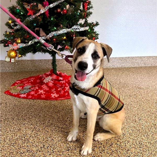 Mango Habenero: Male 23 Shepherd/Mixed Breed (Large)