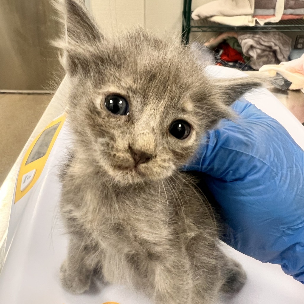 BUBBLES - Domestic Shorthair available for adoption