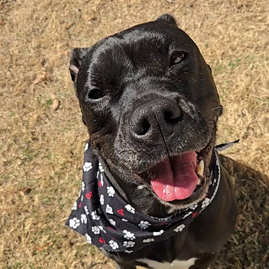 Shadow, adoptable senior dog