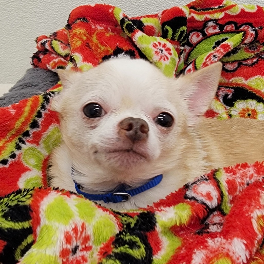 Marshmallow — thumbnail 2