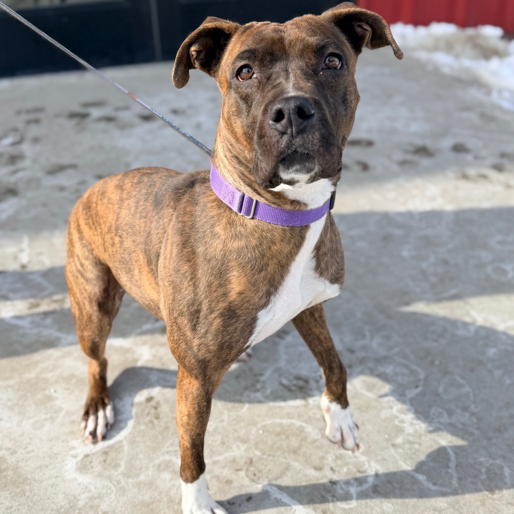 Mango — thumbnail 4