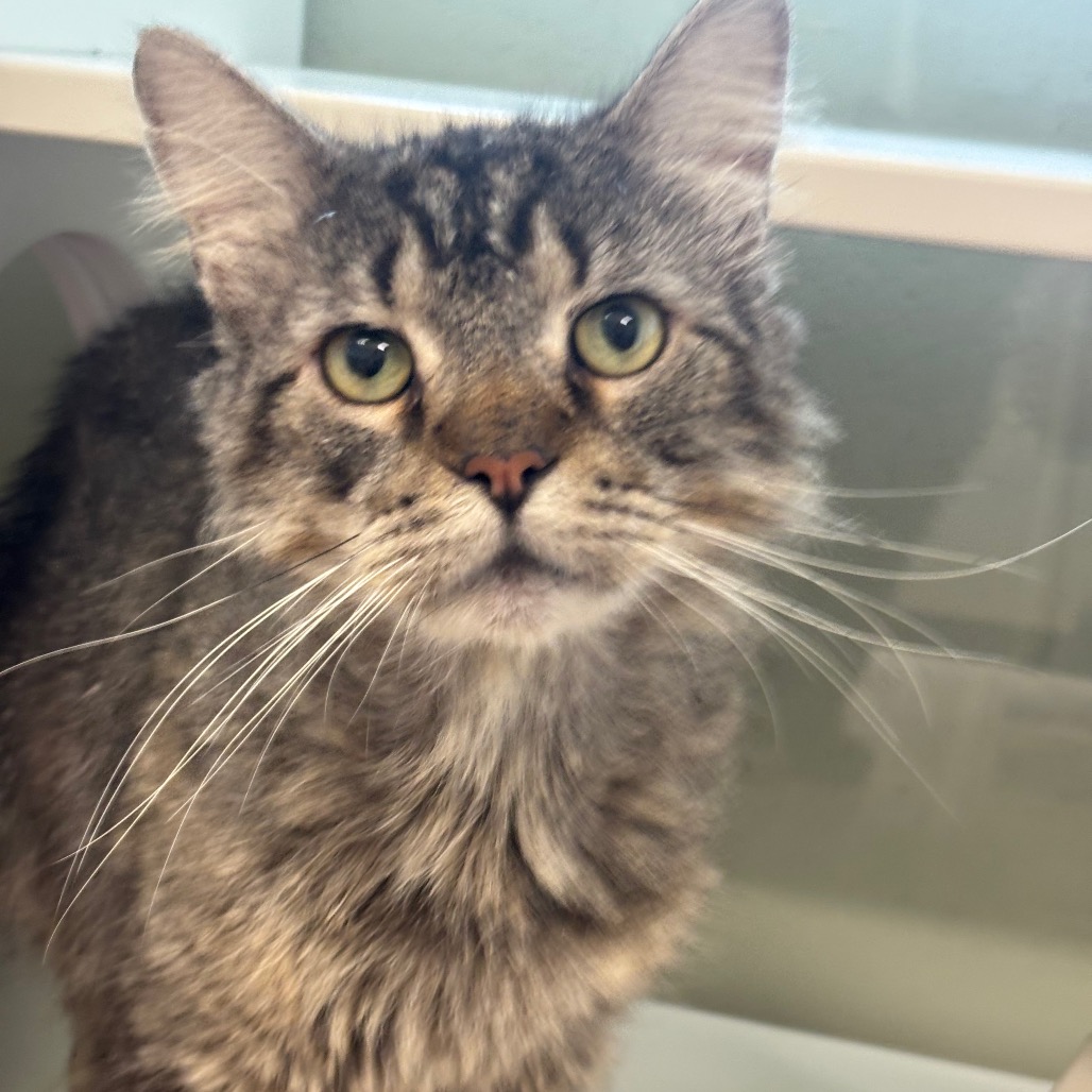 CATZILLA - Domestic Shorthair / Domestic Shorthair available for adoption