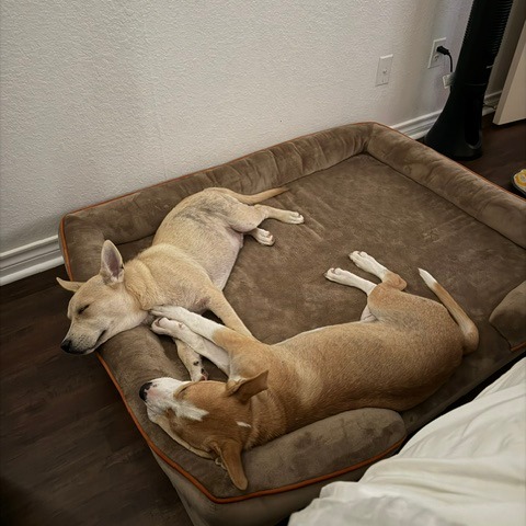 Gus photo 9