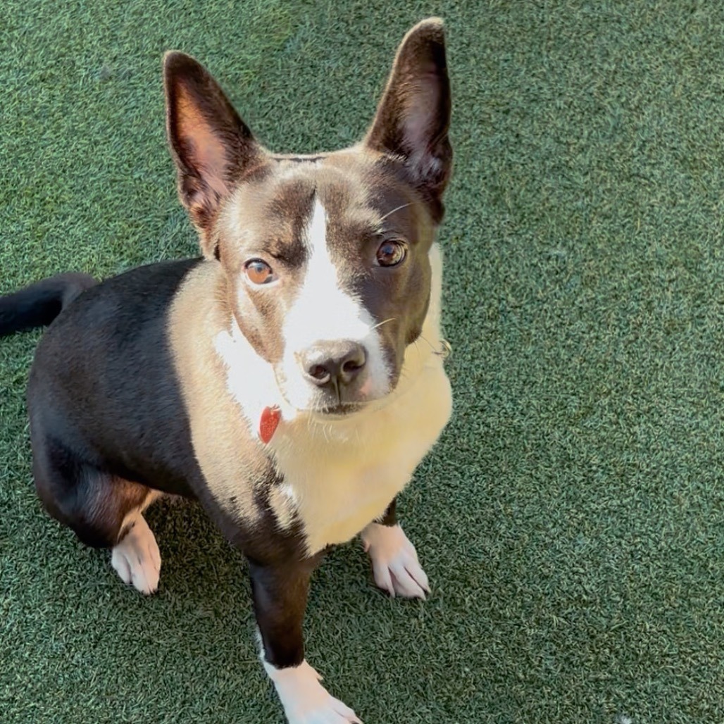 Porkchop — thumbnail 4