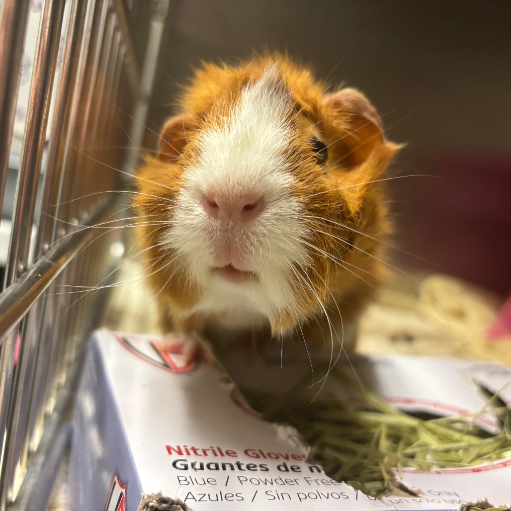 Photo of Potato (& Olive) 4