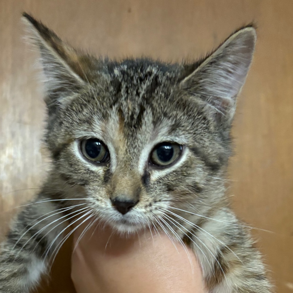 Penelope, available for adoption