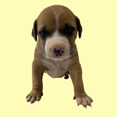 Tusc Stray 83328 2 3 4 5