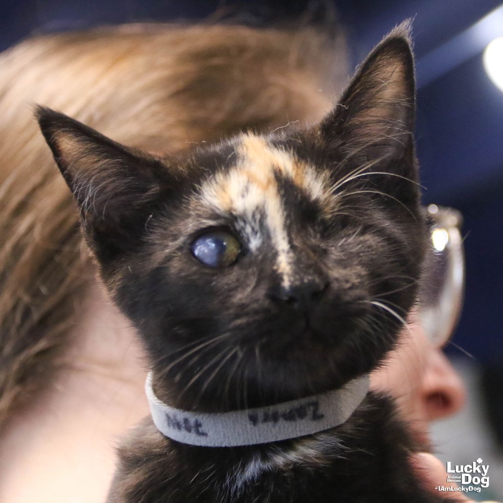 ZAMORA - Domestic Shorthair available for adoption