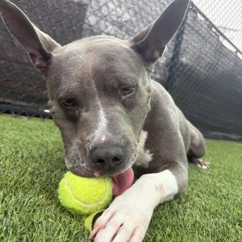 Photo of King Beetle 17