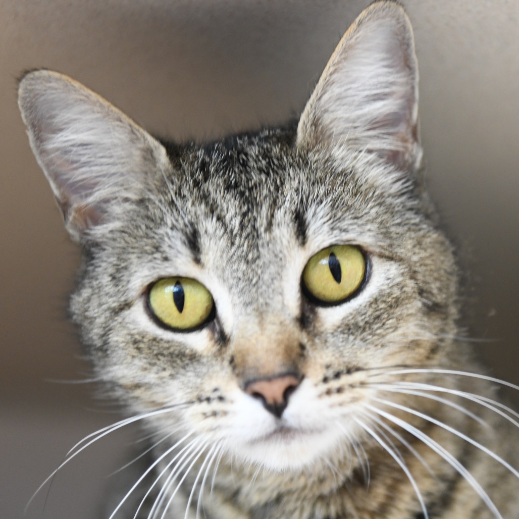 Posie (queen) - Domestic Shorthair