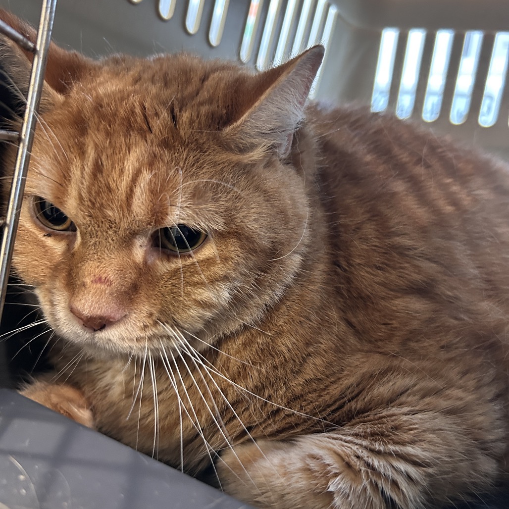 CHEDDAR - Domestic Shorthair available for adoption