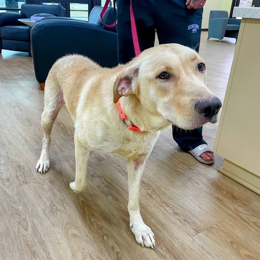 Layla — thumbnail 2