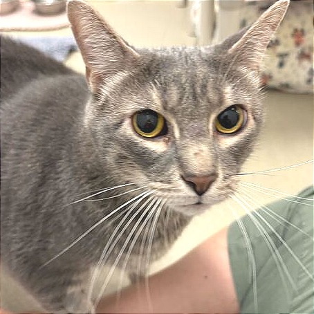 Tommy — thumbnail 3