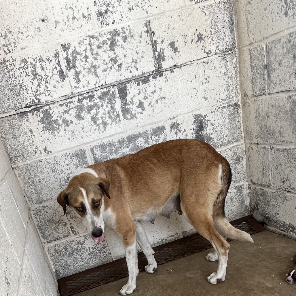 TWEETY - Shepherd / Mixed Breed (Large) available for adoption