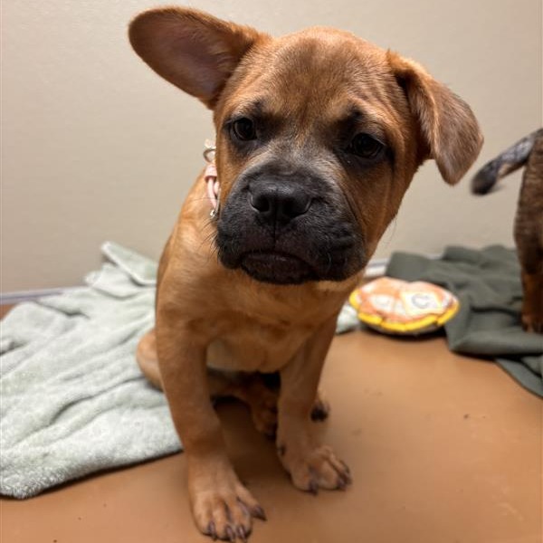 Koraline: Female 4 Chinese Shar-Pei/Bulldog, French