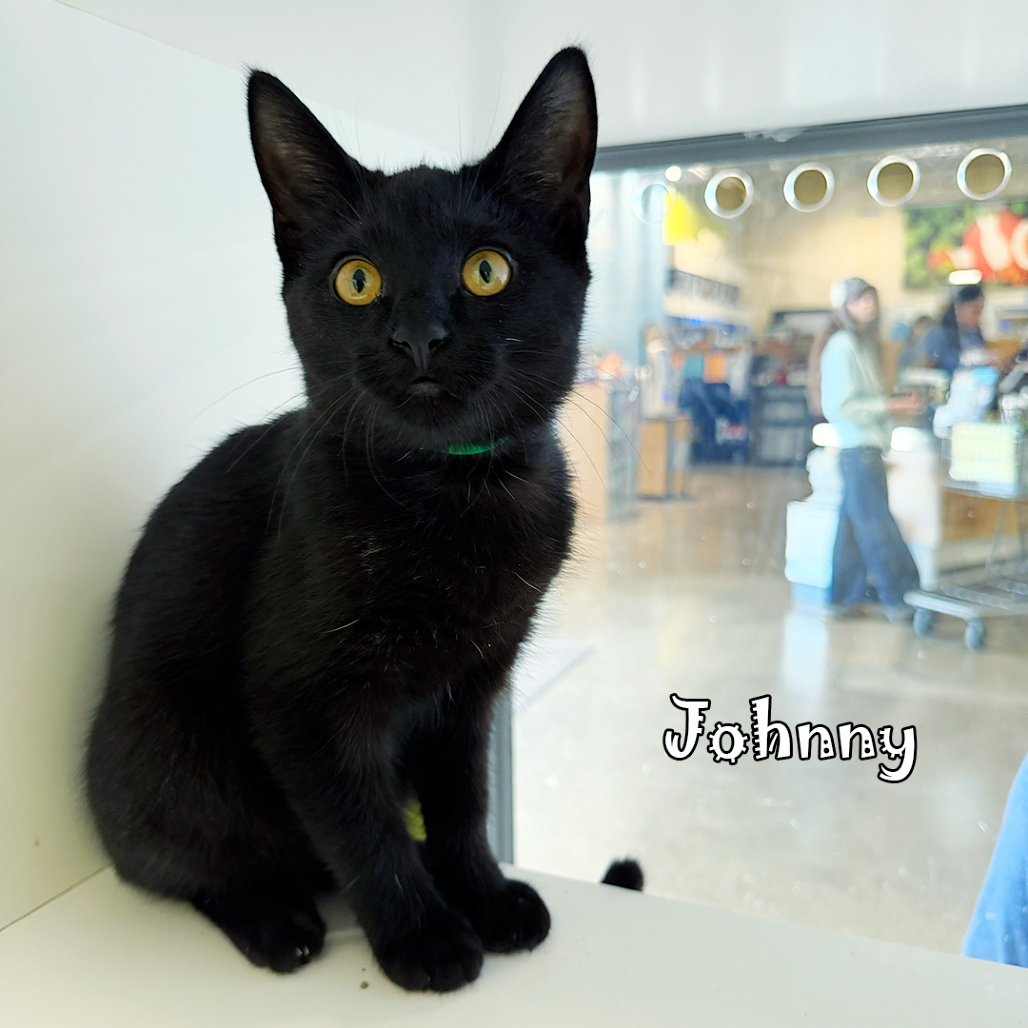 Johnny, an adoptable cat