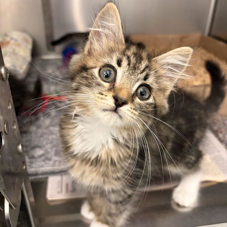 COOKIE (ADOPTION PENDING) - Domestic Medium Hair available for adoption