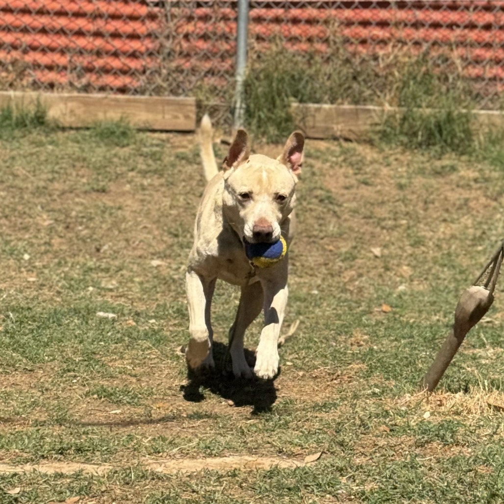 Kilo, additional photo