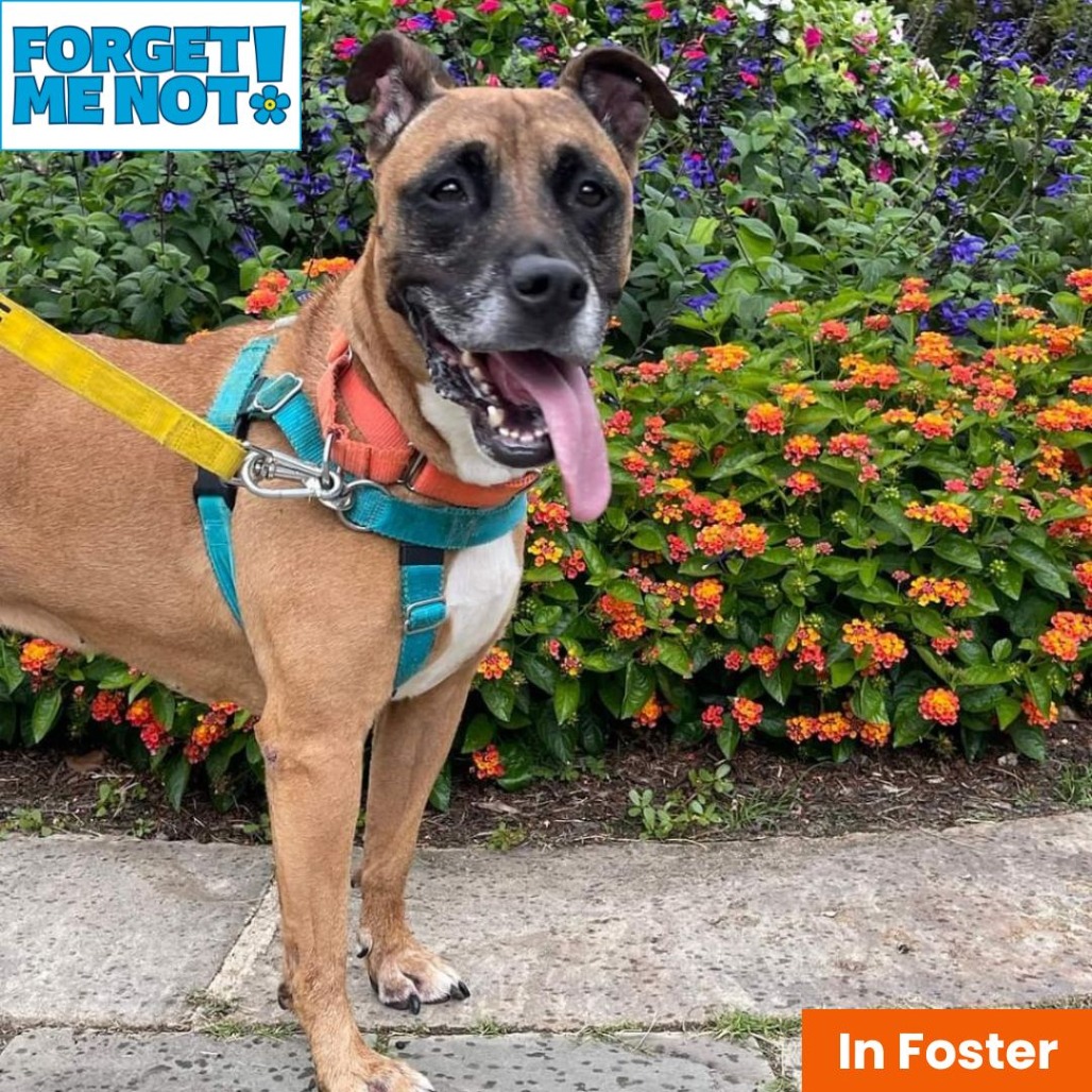 Charity, adoptable senior Boxer / Mix