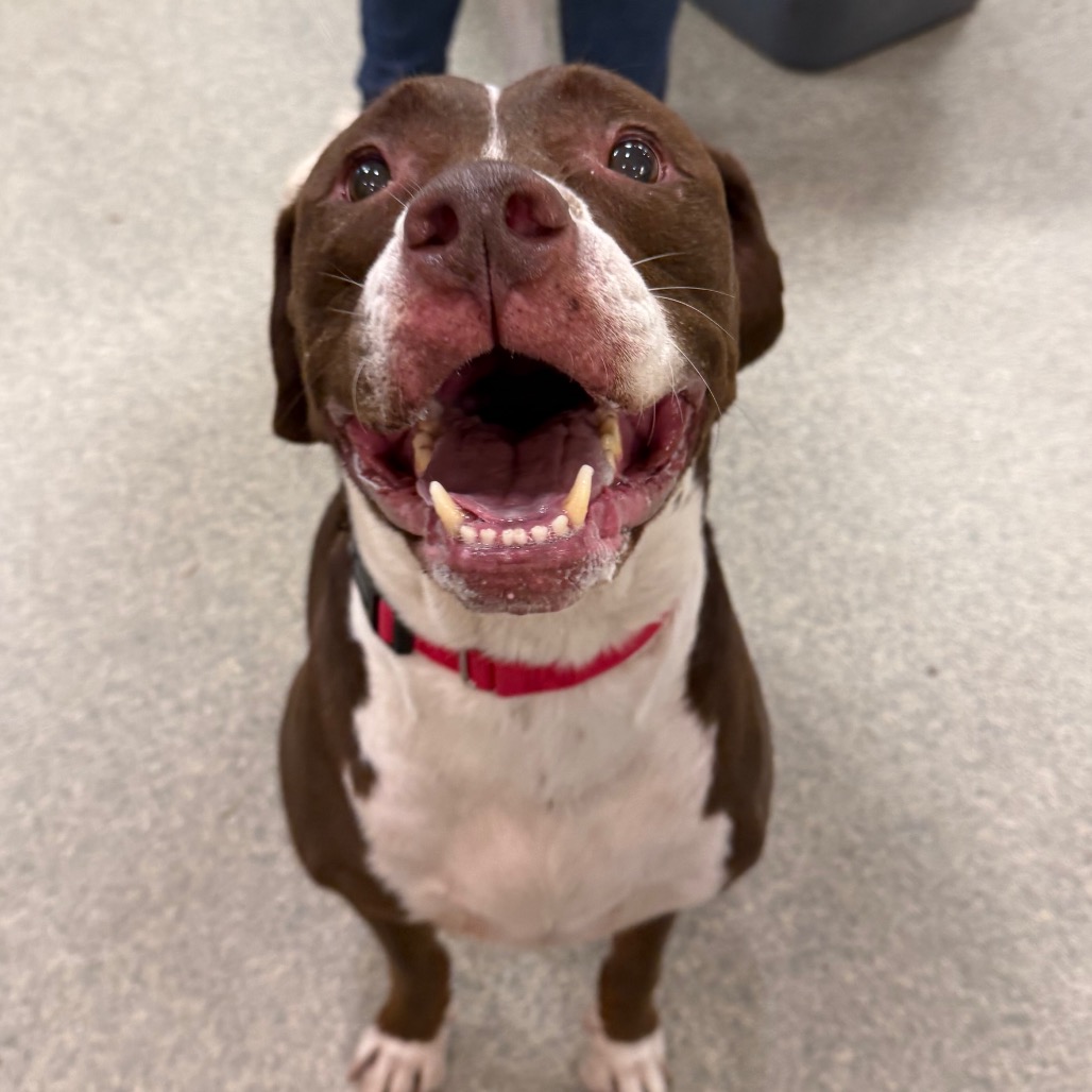 BROWNIE - Mixed Breed (Medium) available for adoption