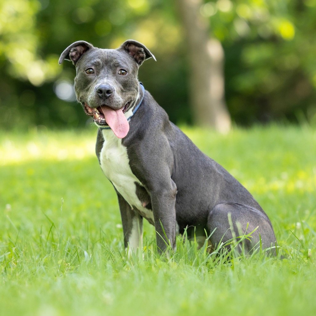 Junie — thumbnail 4