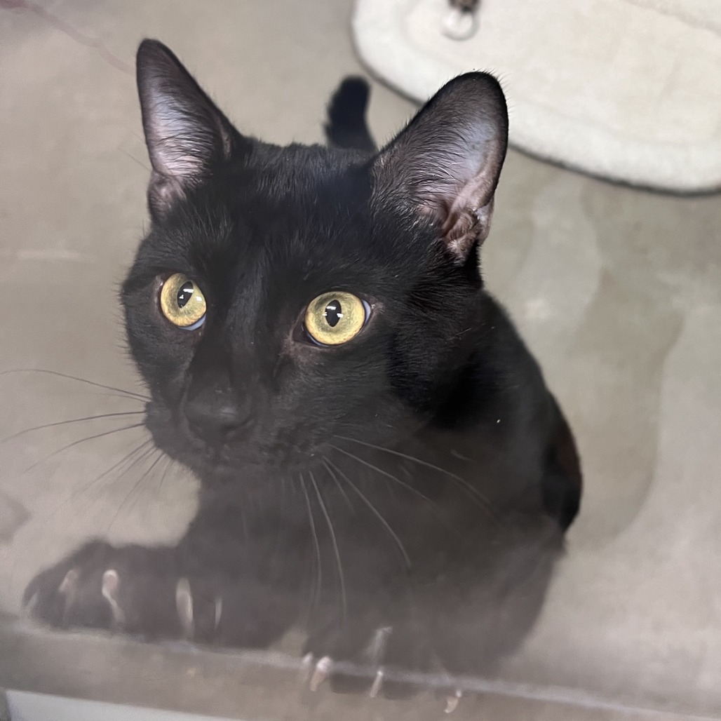 Photo of Midnight 3
