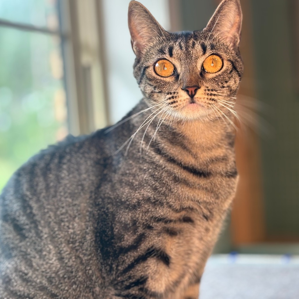 Miss Beans