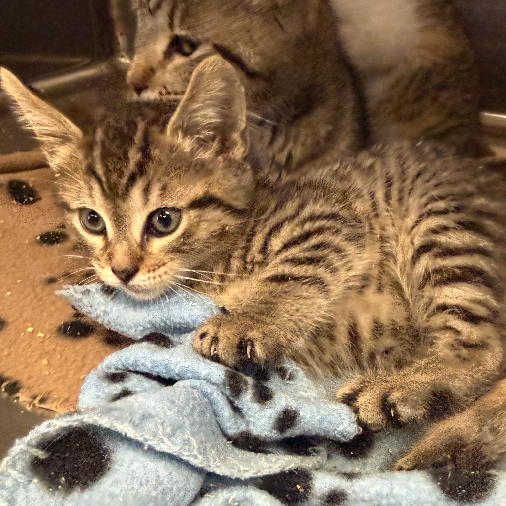 Tusc Stray 84636 2 3