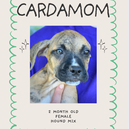 ALPHARETTA - Cardamom "Cardi", photo 10