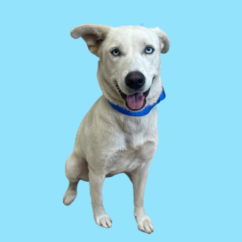 Tusc Stray 81623