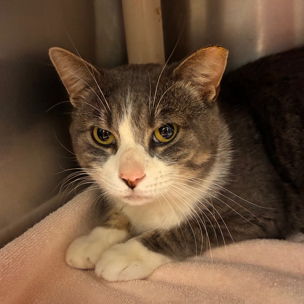 CLOONEY - Domestic Shorthair available for adoption