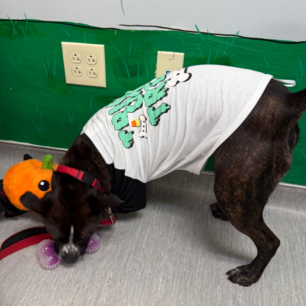 Gage, photo 38