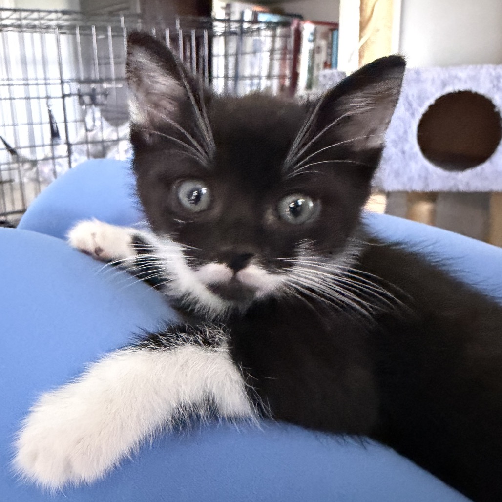 DOLLAR - Domestic Shorthair available for adoption