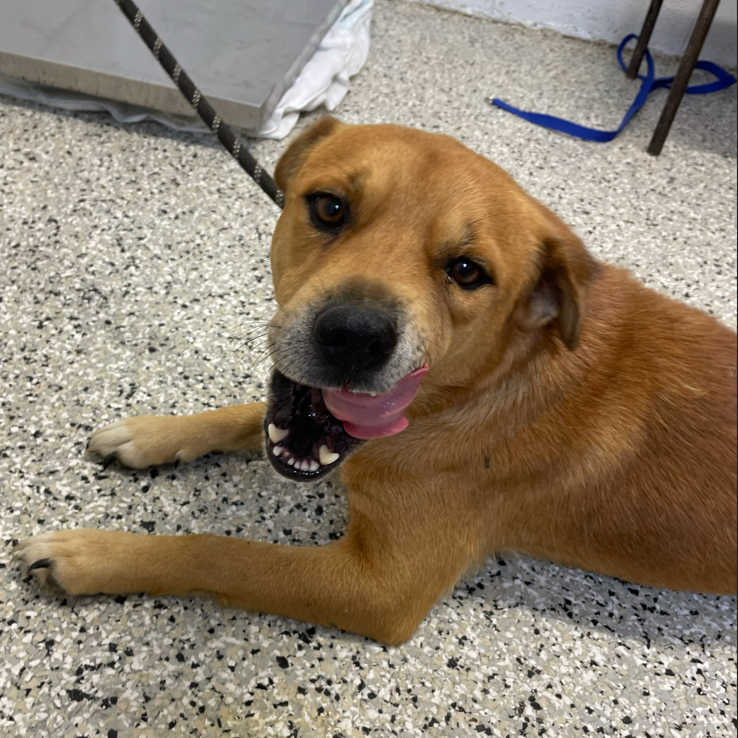 MOOMIN - Chow Chow / Shepherd, Australian available for adoption