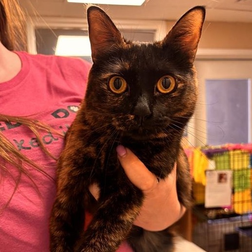 Kaya: Female 34 Domestic Shorthair