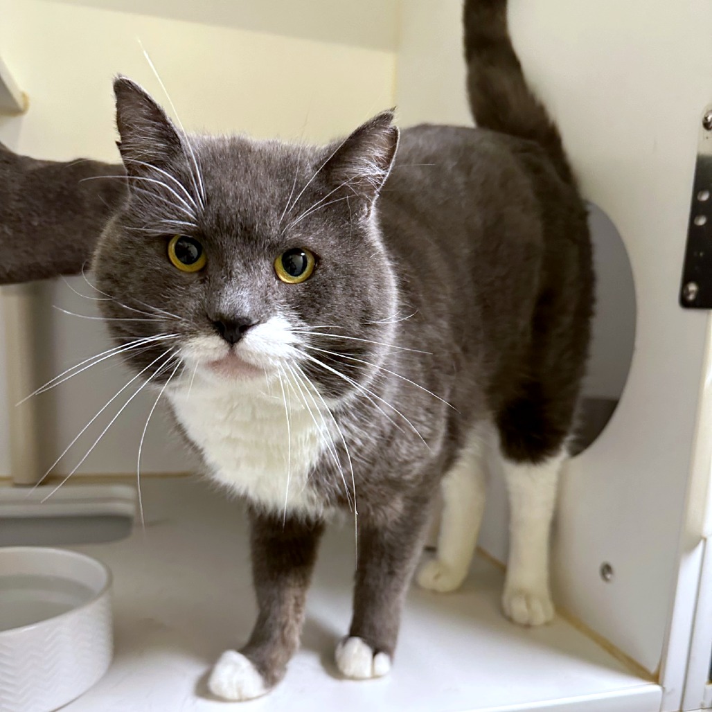 Olaf — thumbnail 4