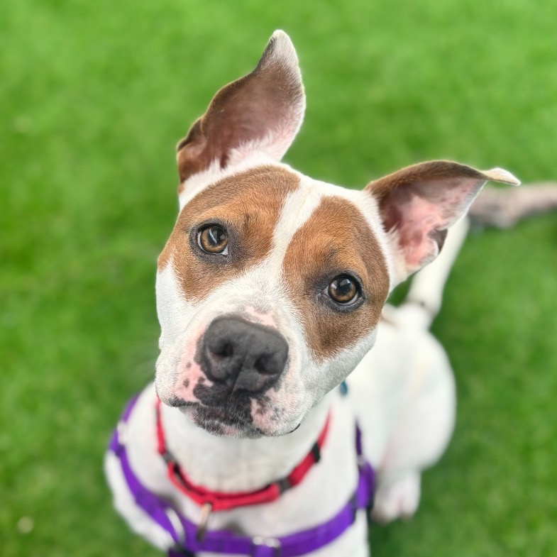 Another portrait of Mistletoe