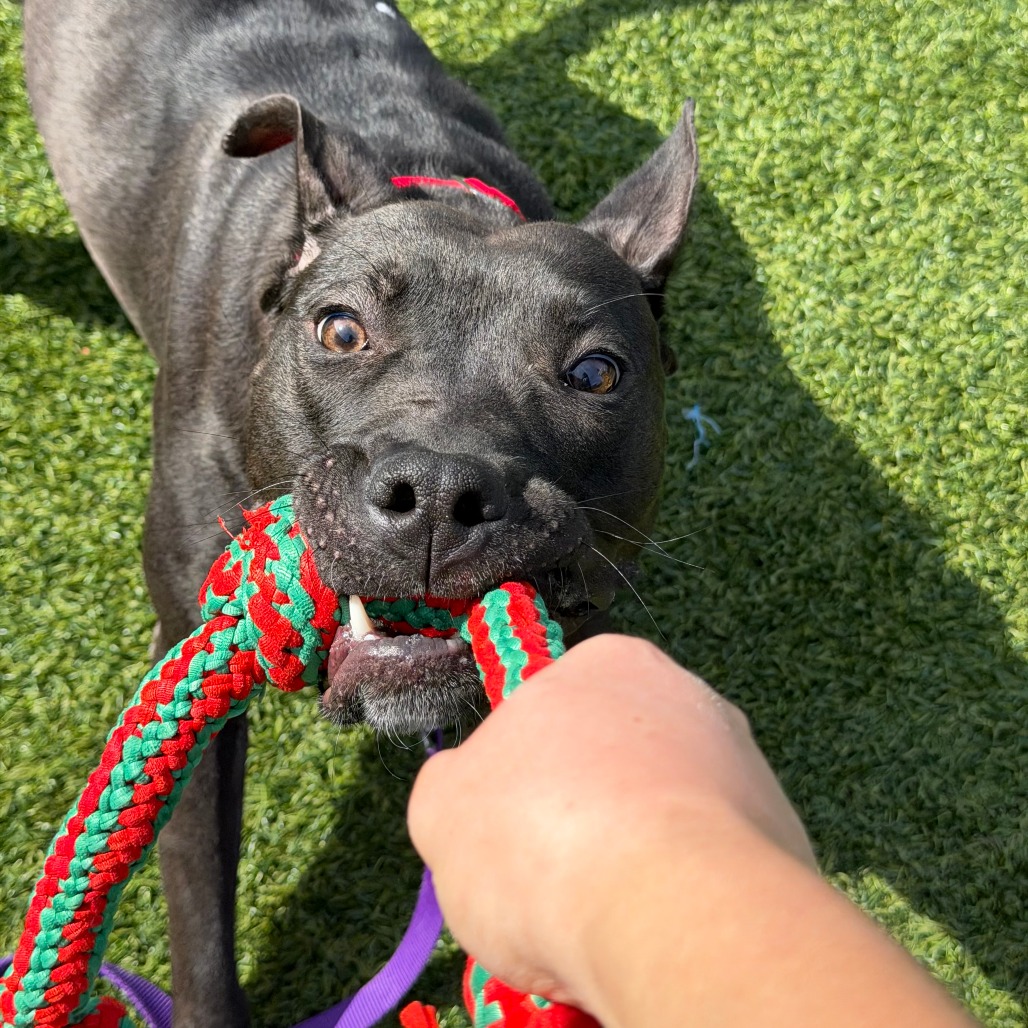 Photo of Witch Hazel 8