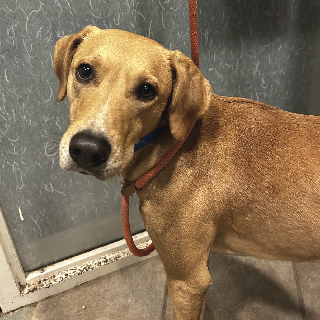 Rigatoni — thumbnail 4