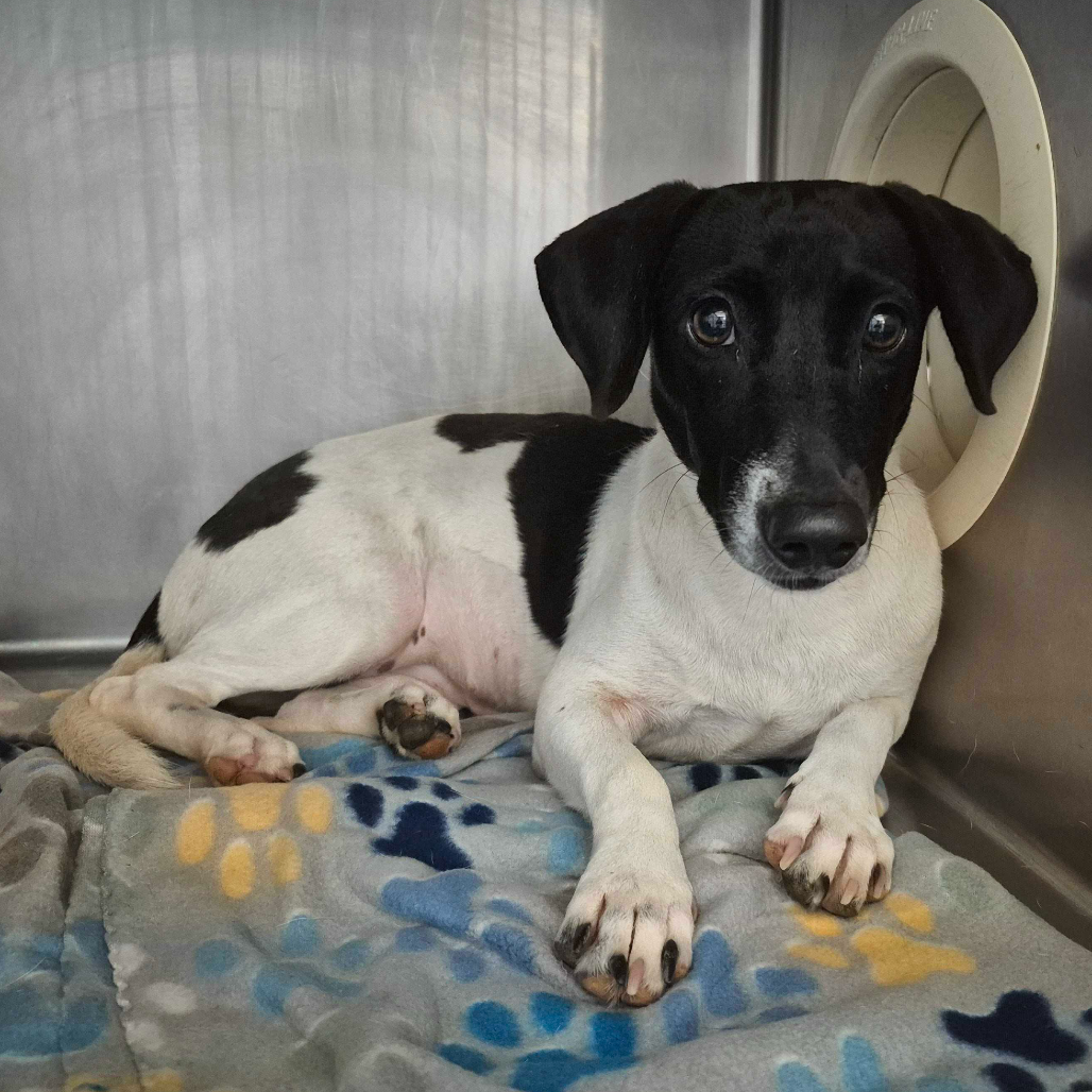 HONEY BEAR - Terrier available for adoption