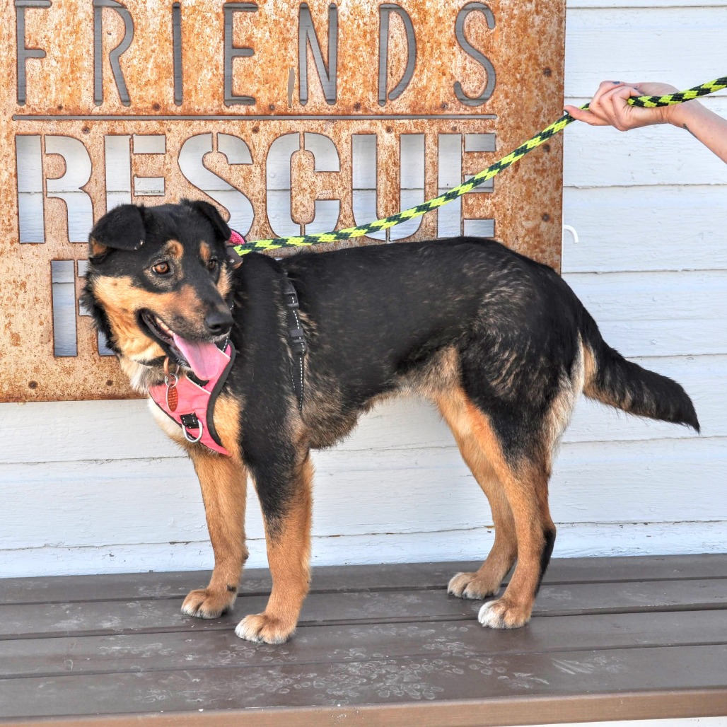 Savannah — thumbnail 4