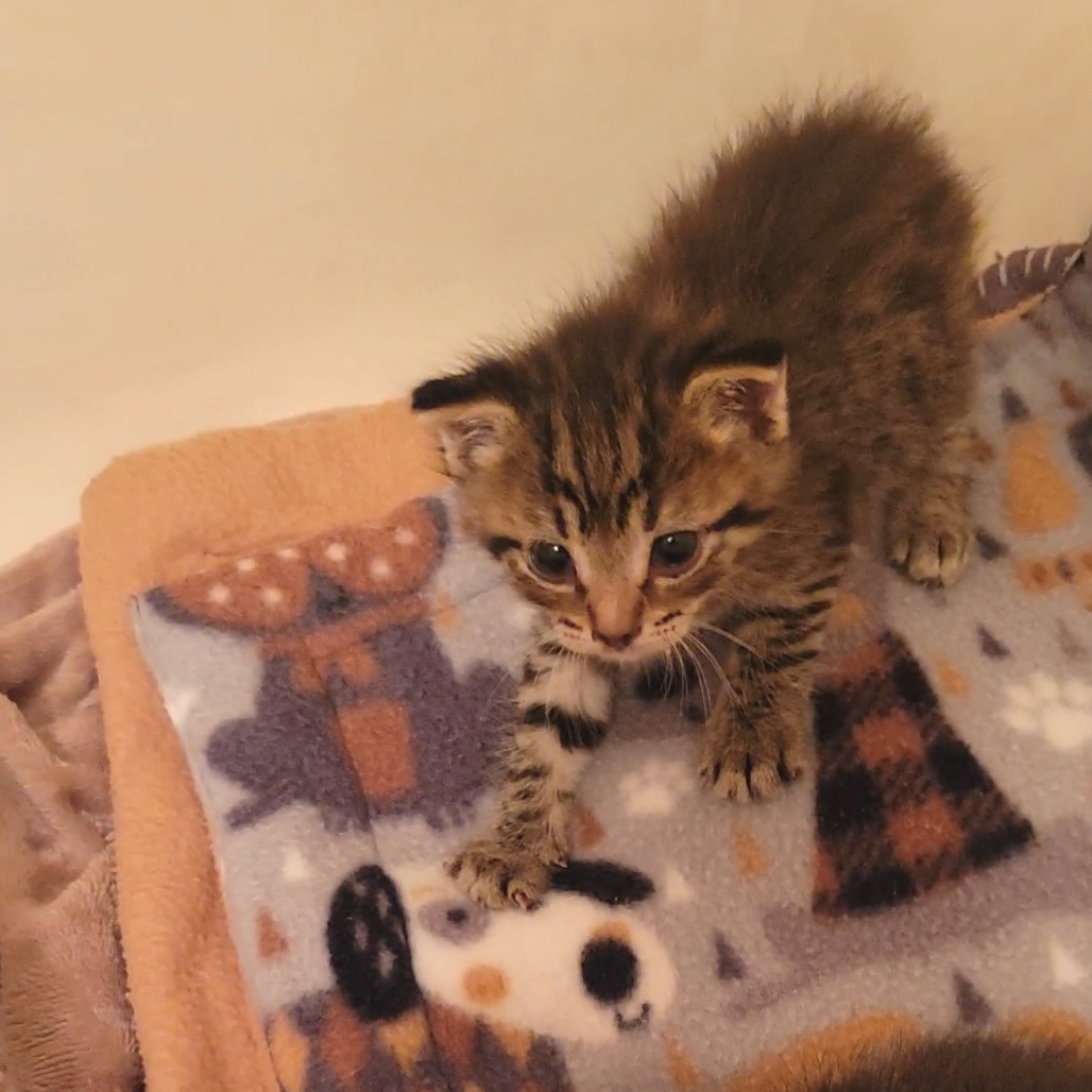 LUFFY - Domestic Medium Hair available for adoption