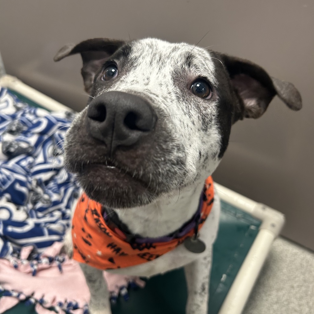 GIDEON - Mixed Breed (Medium) available for adoption