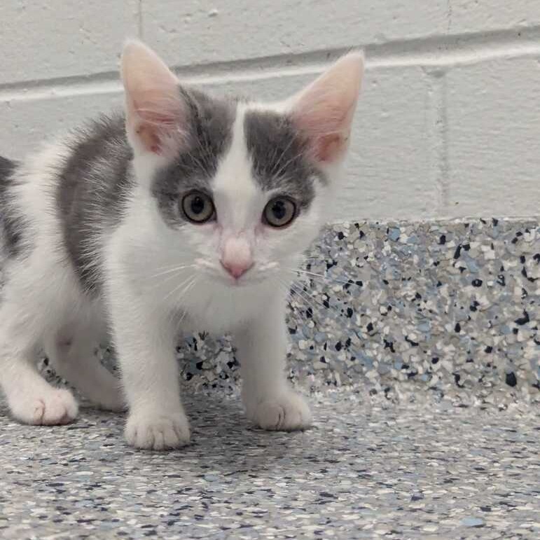 TSUNAMI - Domestic Shorthair available for adoption