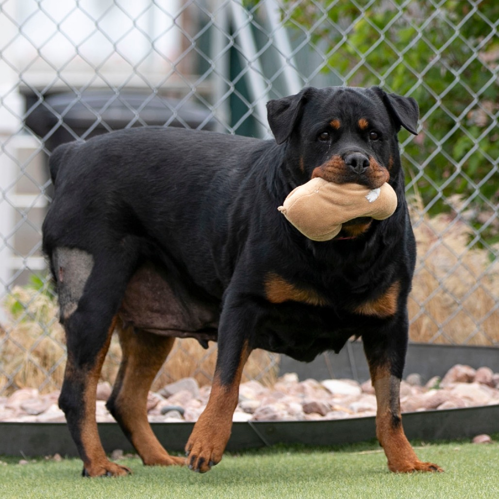 Ollie (MY26-88), photo 14