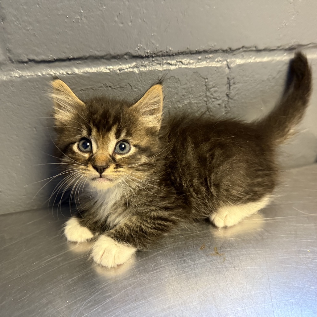 Tusc Stray 84654 2 3
