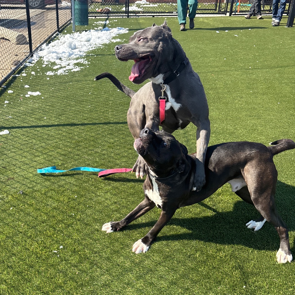 Oodle — thumbnail 2