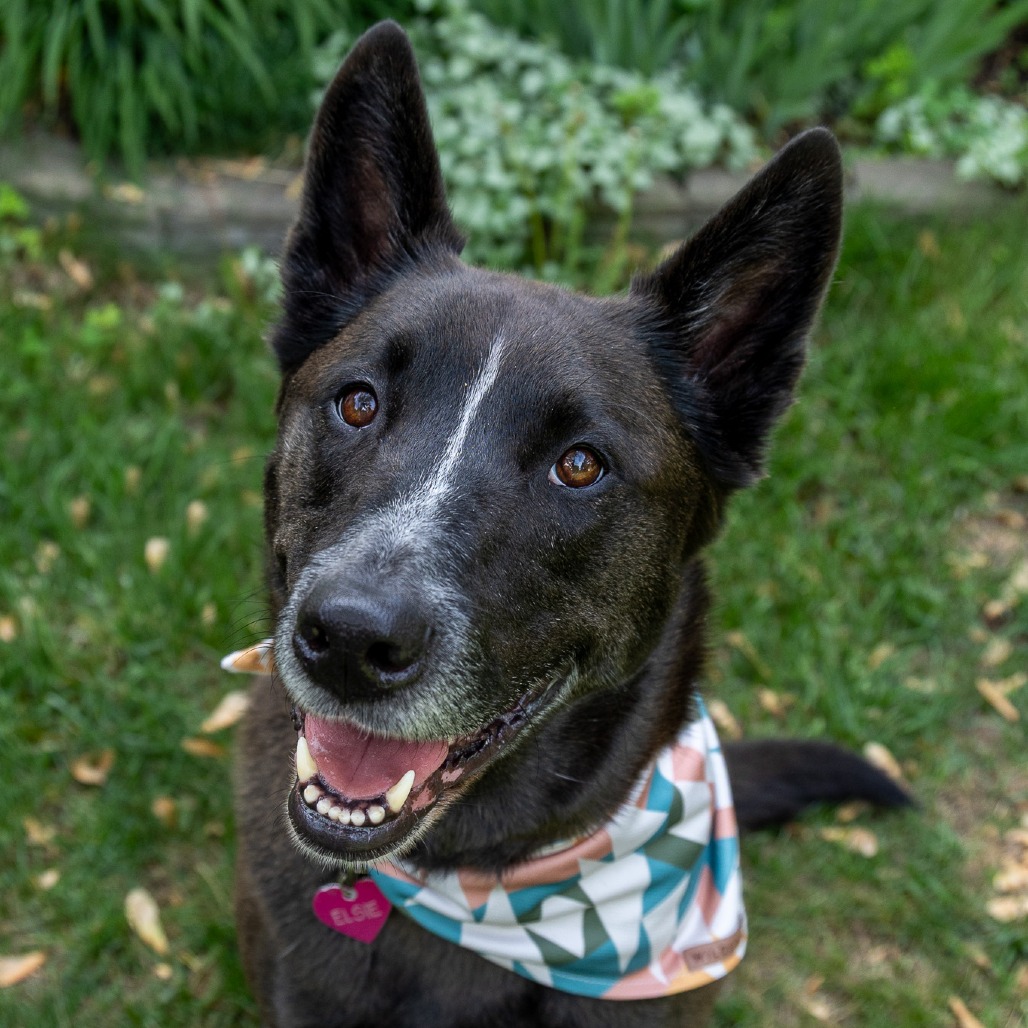 Elsie